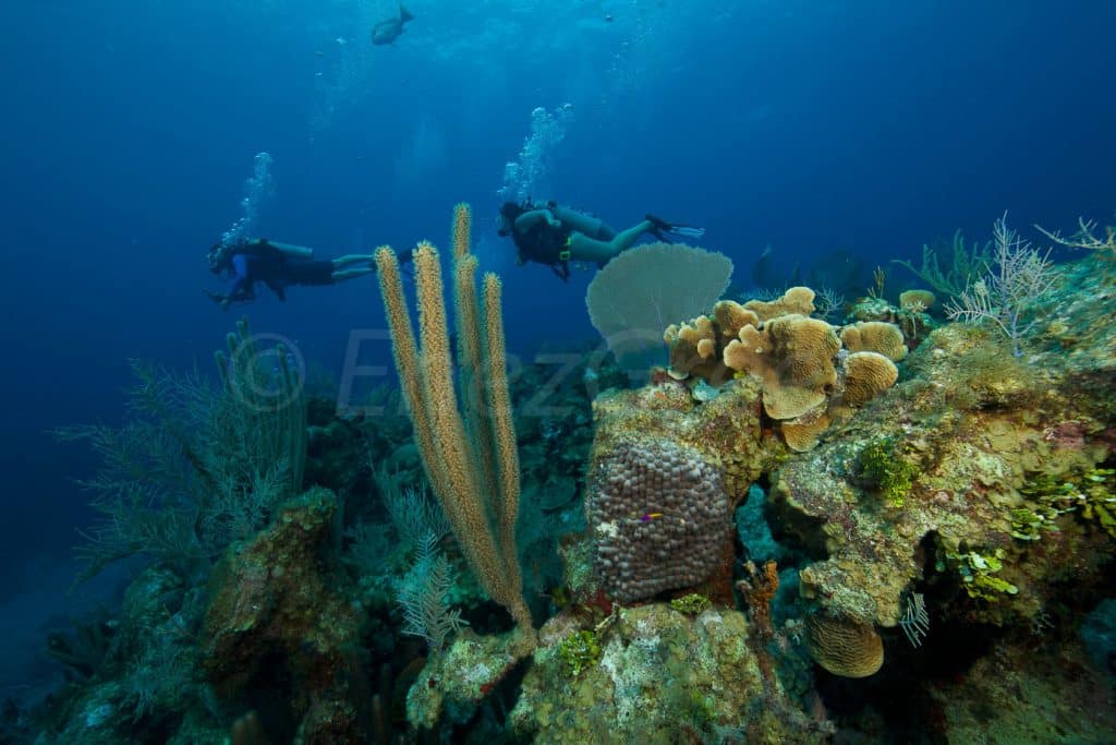 Plongée sous-marine Grand Caymans Reef