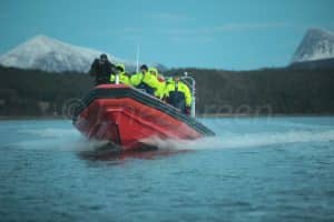 Norvège : nager avec les orques en hiver !