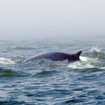 Observation des baleines, Rorqual Gaspesie Golfe du Saint-Laurent