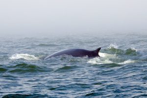 Observation des baleines, Rorqual Gaspesie Golfe du Saint-Laurent