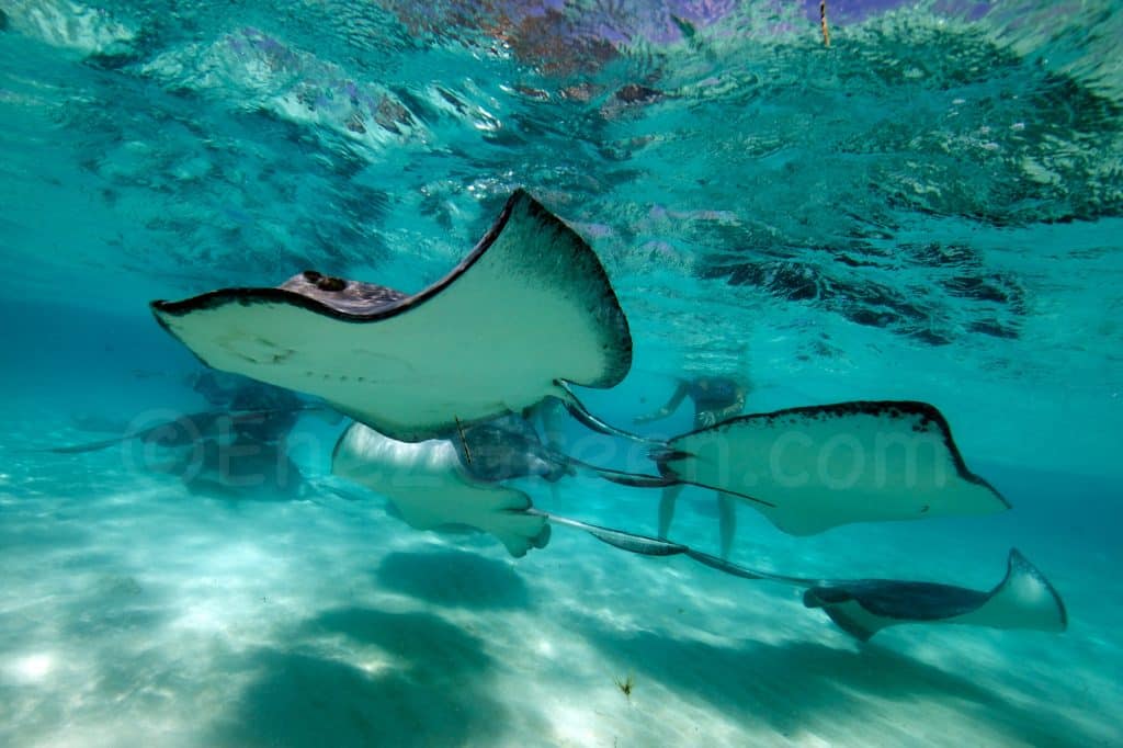 Snorkeling avec les raies