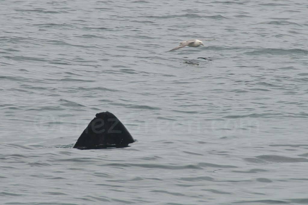 Fulmar Boréal volant au dessus d’un Requin Pélerin devant les îles Shiant en Ecosse ©Hervé Bré