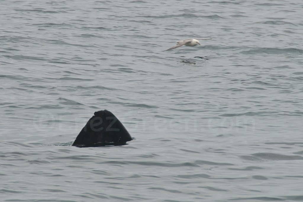 Nager avec les requins pèlerins : une expérience inédite proposée en Écosse !