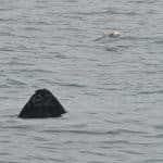 Fulmar Boréal volant au dessus d’un Requin Pélerin devant les îles Shiant en Ecosse ©Hervé Bré