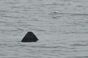 Fulmar Boréal volant au dessus d’un Requin Pélerin devant les îles Shiant en Ecosse ©Hervé Bré