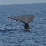 Des filets innovants sont en cours de développement pour réduire les prises accidentelles des baleines