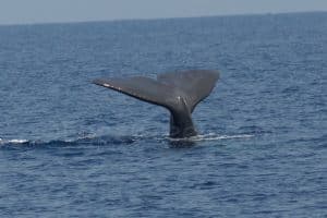 Des filets innovants sont en cours de développement pour réduire les prises accidentelles des baleines