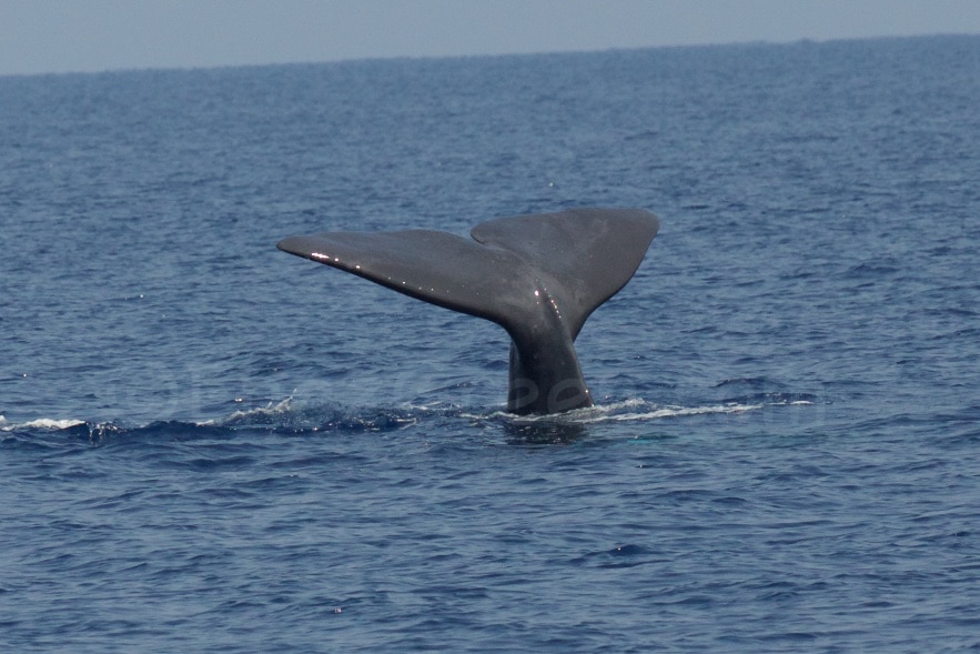 Des filets innovants sont en cours de développement pour réduire les prises accidentelles des baleines