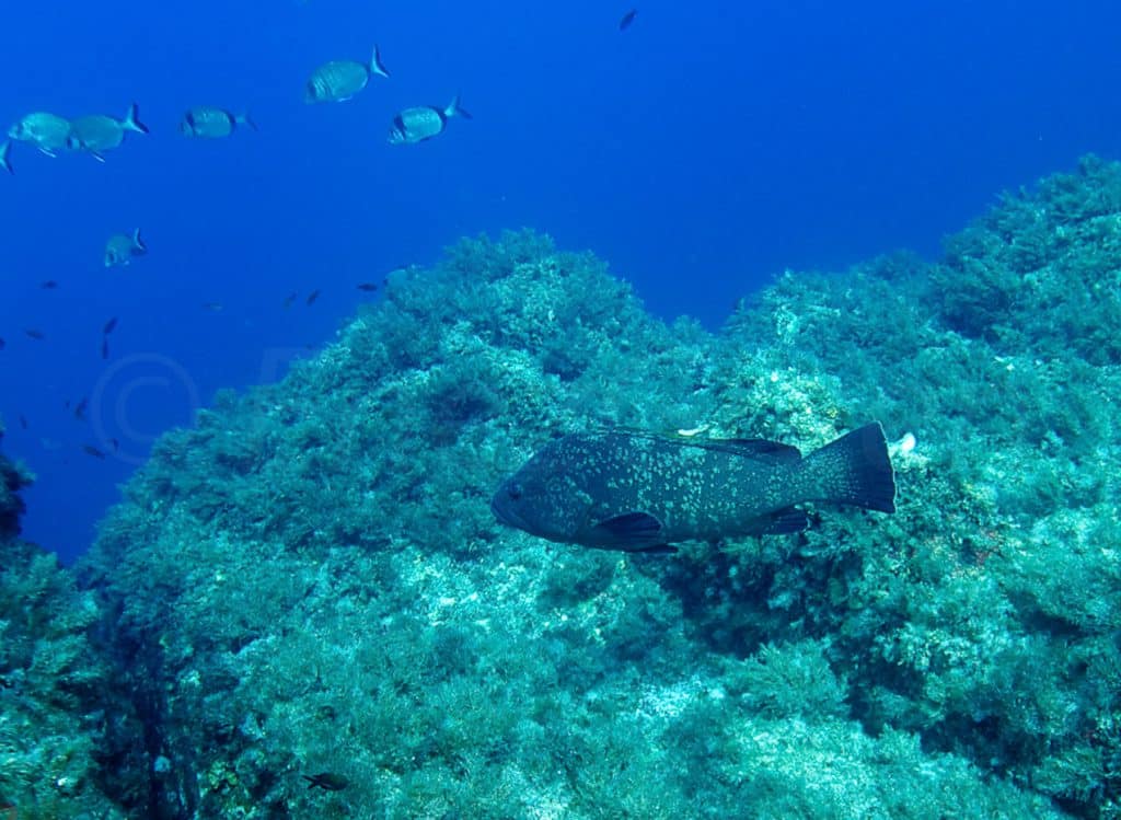 Corse île durable Hervé Bré EnezGreen