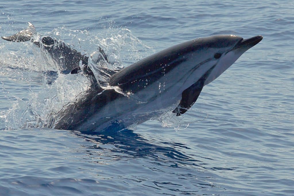 Corse île durable Hervé Bré EnezGreen