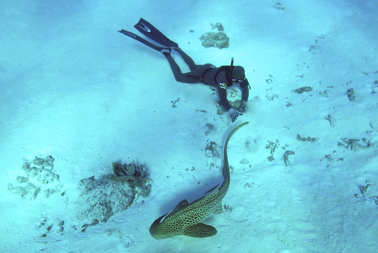 Shark and diver in pacific copyright Hervé Bré